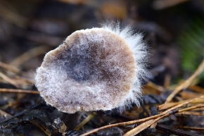 syzygites megalocarpes 10-2024 1448